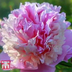 Peony Sorbet - 1 Bare Root Plant