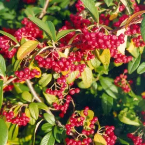 Cornubia Cotoneaster Outdoor Shrub Plant Cotoneaster Garden Plants 2L Pot