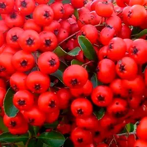 Pyracantha Red Column Evergreen Shrub Plant 5-6ft Extra Large Supplied in a 5 Litre Pot