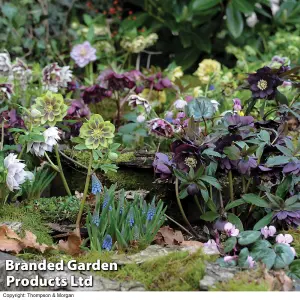 Hellebores Washfield Doubles Mixed (Double Queen/Hybridizers) 1 Litre Potted Plant x 1