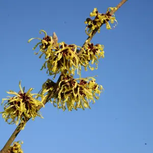 Pallida Witch Hazel Shrub Plant Hamamelis x Intermedia 10L Pot 60cm - 100cm