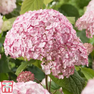 Hydrangea Candybelle Bubblegum 9cm Poted Plant x 2