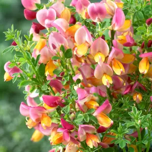 Cytisus La Coquette - Compact Yellow and Pink Blooms, Outdoor Shrub (20-30cm Height Including Pot)