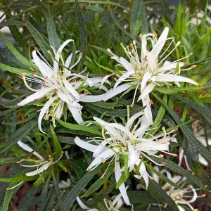 Azalea Starstyle White 10.5cm Potted Plant x 1