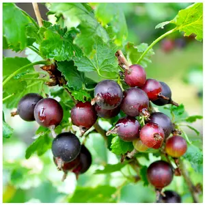 3 Jostaberry Ribes uva Crispa, Self-Fertile, Multistemmed Well Branched 60-80cm 3FATPIGS