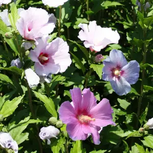 Hibiscus Tricolour in a 3L Pot