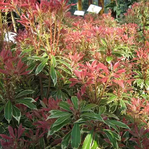 Pieris Flaming Silver (15-25cm Height Including Pot) Garden Plant - Variegated Foliage and Pink Blooms