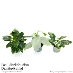 Houseplant Philodendron Starter Mix 6cm Potted Plant x 1