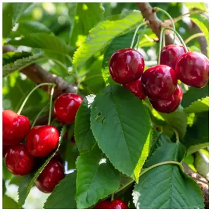 Dwarf Patio Lapins Cherry Tree, In a 5L Pot, Miniature & Self-Fertile