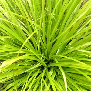 Carex Everillo - Vibrant Foliage, Compact, Easy to Grow, Low Maintenance (20-30cm Height Including Pot)