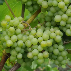 White Grape Vine - Vitis Grape Plant Theresa - High Yielding Vitis Grape - Produce for wine and juicing