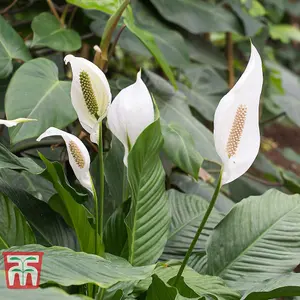 Houseplant Peace Lily -  Spathiphyllum Torelli 'Air So Pure' 9cm Potted Plant x 1