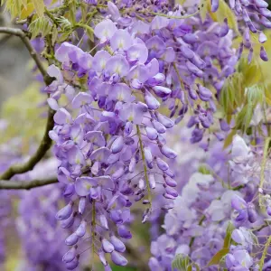 Wisteria Blue - Fast-Growing Vine, Beautiful Flowers, Hardy (20-30cm, 3 Plants)