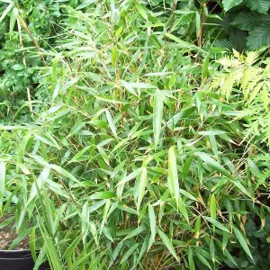 Fargesia Pingwu - Hardy Outdoor Bamboo Plant, Evergreen (20-40cm Height Including Pot)