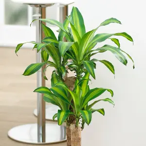 Evergreen Indoor House Plant Collection - 4 Plant Collection in 12cm Pots - House Plants in pots (Pack of 4)