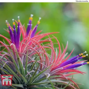 Houseplant Air Plant Tillandsia Mixed Medium x 4