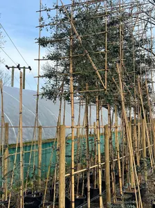 Eucalyptus Pleached Tree with Staking Kit - 200cm Stem and 12cm Girth