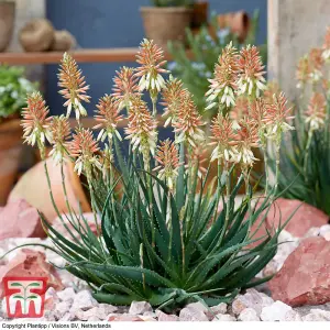 Aloe Safari Sunrise 13cm Potted  Plant x 1