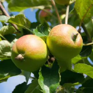 Lincolnshire Fruits Ripston Pippin Bareroot Apple 7 Litre Tree