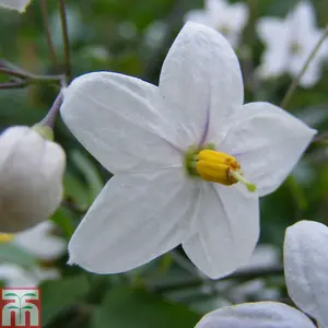 Solanum Jasminoides Album 3 Litre Potted Plant x 1