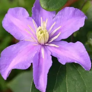 Clematis Justa - Light Purple Blooms, Climbing Vine, Morning Sun (20-30cm Height Including Pot)