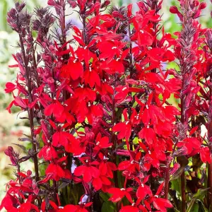 Lobelia 'Queen Victoria' - Pond Plant in 9cm Pot - Marginal Plant