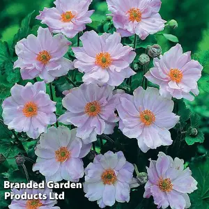 Anemone hybrida Konigin Charlotte 3 Litre Potted Plant x 1