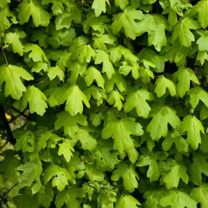 Field Maple Hedge Acer campestre Single Bare Root Hedge 60/90cm