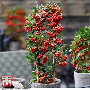 Pyracantha Red Star 9cm Potted Plant x 2