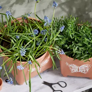 Set of 2 Embossed Butterfly Dragonfly Rustic Indoor Outdoor Garden Planter Footed Terracotta Flower Plant Pots