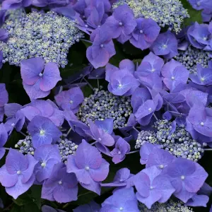 Hydrangea Teller Blue Garden Plant - Blue Mophead Flowers, Compact Size, Hardy (15-30cm Height Including Pot)