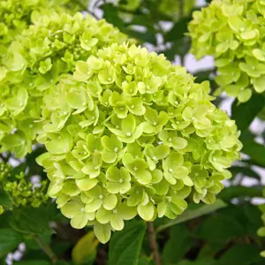 Little Lime Outdoor Shrub Plant Hydrangea Paniculata Garden Plants 2L Pot