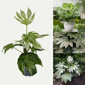 2 x Fatsia Japonica 'Spiders Web' in a 9cm Pots - Castor Oil Plant - Evergreen