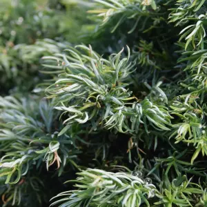 Chamaecyparis Boulevard - Compact Conifer with Silver-Blue Foliage (20-30cm Height Including Pot)