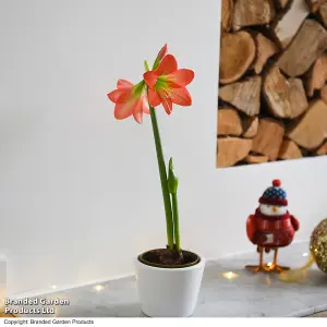 Gift Amaryllis hippeastrum Colibri Rascal 10cm Pot x 1