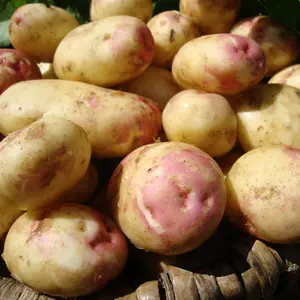 Grow Your Own Vegetables - Potato King Edward 2kg