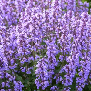 Nepeta Cats Pajamas Garden Plant - Blue-Purple Blooms, Compact Size, Hardy (15-30cm Height Including Pot)