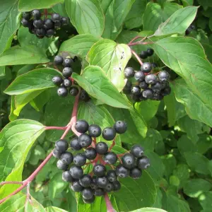 Cornus sanguinea 'Common Dogwood' Bare Root Hedge Hedging Tree Plants (2-3ft, 5 Plants)