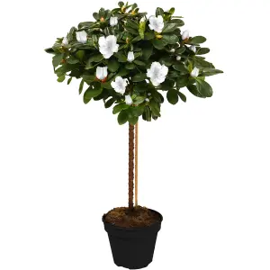 White Azalea Japonica Tree Trees for Small Gardens Border Patio Potted Plants Lollipop Stem Tree