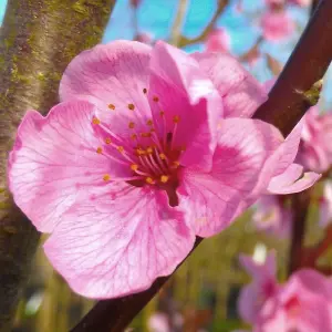 Prunus Spring Glow Tree - Bright Pink Flowers, Vibrant Foliage, Hardy (5-6ft)