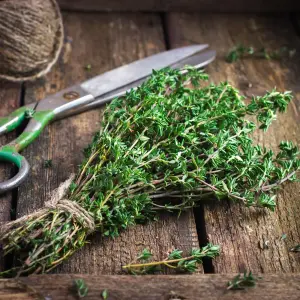 6 x Herb Plants - Including Herbs Like Rosemary - Coriander - Mint - Chives - Lavender - 9cm Pots Ready to Plant