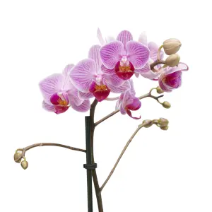 Verve Single Stem Moth orchid in Assorted Ceramic Decorative pot 9cm