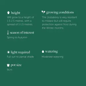1 x Jostaberry Bush (Ribes x nidigrolaria) in 9cm Pot - 35-45cm in Height - Gooseberry/Blackcurrant Hybrid