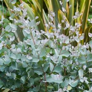 Eucalyptus cinerea 'Silver Dollar' in 9cm Pot - Evergreen Shrub - Cider Gum Tree