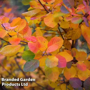 Cotinus coggygria Golden Spirit 9cm Potted Plant x 1