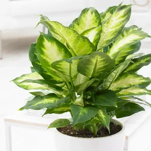 Dieffenbachia 'Camilla' - Lush Foliage Plant for Indoor Environments, Easy Care, Air-Purifying (20-30cm)