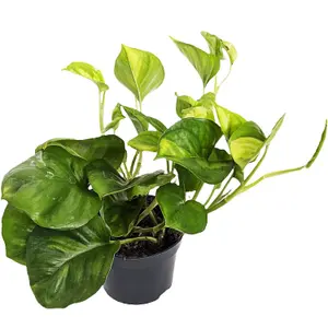 House Plant - Devil's Ivy - Global Green - 12 cm Pot size - 10-20 cm Tall - Epipremnum Pinnatum Aureum  - Indoor Plant