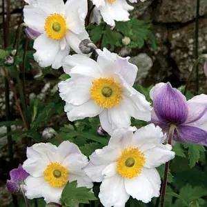 Anemone Ruffled Swan - Graceful Ruffled White Blooms, Compact Size (15-30cm Height Including Pot)