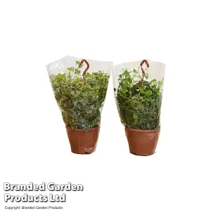 Houseplant Hedera Mix 6cm Potted Plant x 1