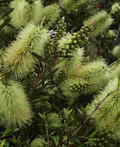 Callistemon Honeypot -Bottlebrush Shrub supplied in 9cm pot